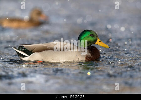 Stockente, Anas platyrhynchos Single Drake in Regen Cornwall, UK Stockfoto