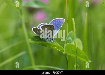 Mazarine Blue Butterfly; Polyommatus semiargus Ungarn Stockfoto