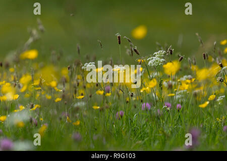 Wiese Blumen; Muker, Yorkshire, UK Stockfoto
