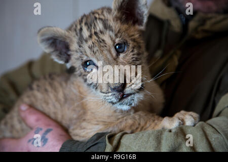 Portrait von liliger, Löwe und liger Cub, Ergebnis der Vermischung, die größte Katze der Welt. Stockfoto