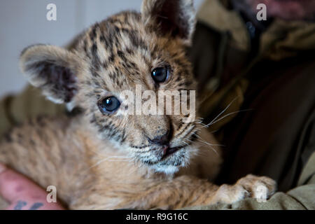 Portrait von liliger, Löwe und liger Cub, Ergebnis der Vermischung, die größte Katze der Welt. Stockfoto