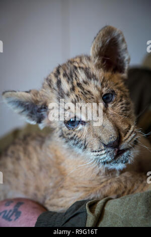 Portrait von liliger, Löwe und liger Cub, Ergebnis der Vermischung, die größte Katze der Welt. Stockfoto