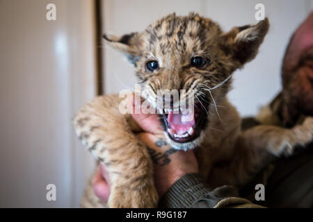 Portrait von liliger, Löwe und liger Cub, Ergebnis der Vermischung, die größte Katze der Welt. Stockfoto