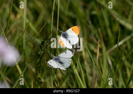 Orange Tip Schmetterling; Anthocharis cardamines Zwei; weibliche und männliche anzeigen Lancashire, Großbritannien Stockfoto