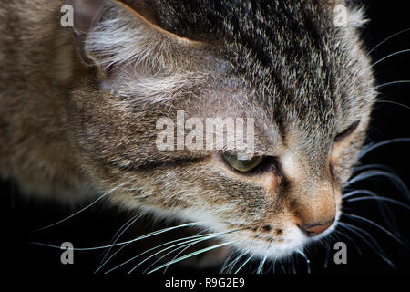 In der Nähe der graue Katze mit Streifen und Buchstaben M an sieht, auf schwarzem Hintergrund Stockfoto