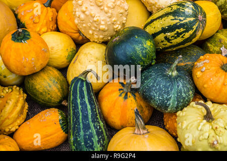 Dekorative Kürbisse Herbst Dekoration Stockfoto