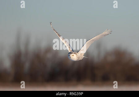 Schnee-eule (Bubo scandiacus) fliegt niedrig Jagd über einem offenen sonnigen verschneiten Cornfield in Ottawa, Kanada Stockfoto