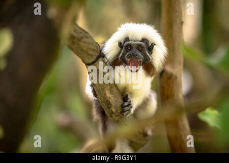 Baumwolle Tamarin Affen, Saguinus oedipus, mit offenem Mund, sitzend Stockfoto