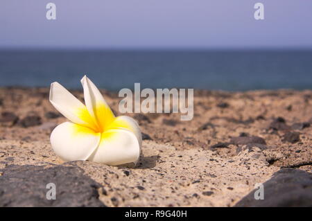 Nahaufnahme eines weißen und gelben plumeria Blume mit einem Meeresboden auf Zement Stockfoto