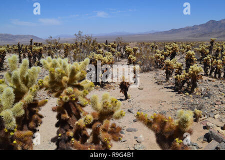 Teddybär Cholla Cactus in der cholla Cactus Garden im Joshua Tree National Park, Kalifornien, USA. Stockfoto