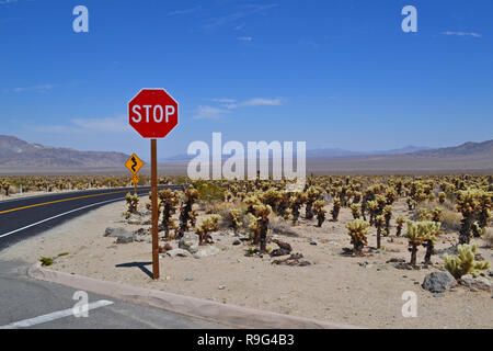 Ein Stoppschild auf der Pinto Basin Road in Joshua Tree National Park, Kalifornien. Teddybär cholla Cactus in der Nähe der Cholla Cactus Garden gesehen werden kann Stockfoto