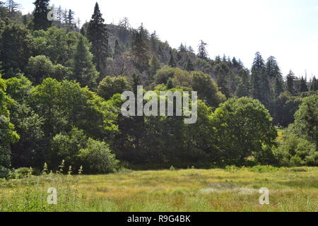 Sommer in Doane Tal, Palomar Mountain State Park, Kalifornien. Doane Teichen und Wiesen. Tolle Gegend zum Wandern, Camping und Beobachten von Wildtieren Stockfoto