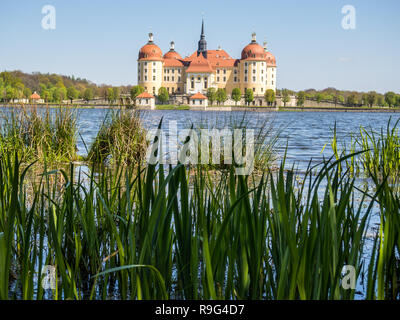 See mit Schilf auf Schloss Moritzburg in der Nähe von Dresden Stockfoto