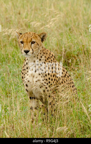 Gepard (Acinonyx jubatus) Umfragen Umwelt in Tansania, Afrika Stockfoto