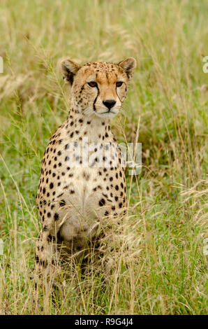 Gepard (Acinonyx jubatus) Umfragen Umwelt in Tansania, Afrika Stockfoto