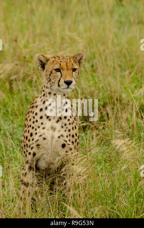 Gepard (Acinonyx jubatus) Umfragen Umwelt in Tansania, Afrika Stockfoto