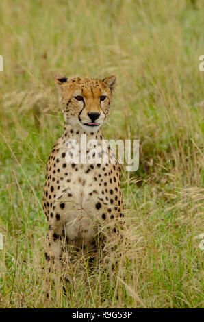 Gepard (Acinonyx jubatus) Umfragen Umwelt in Tansania, Afrika Stockfoto