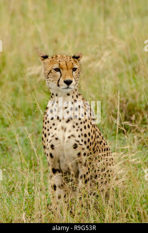 Gepard (Acinonyx jubatus) Umfragen Umwelt in Tansania, Afrika Stockfoto