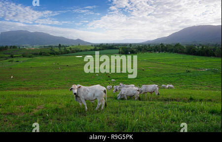 Kühe in grüne Koppel mit Bergen im Hintergrund, Tully Australien Stockfoto