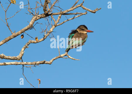 Schöne braune hooded Kingfisher im Baum gehockt. Stockfoto