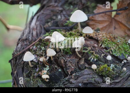 In der Nähe der kleinen wilden Pilze wachsen auf dem alten Holz Rebe im Herbst an einem regnerischen Tag Stockfoto