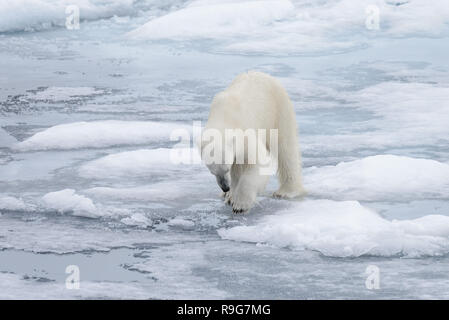 Wilde Eisbären suchen im Wasser auf pack-Eis im arktischen Meer Stockfoto
