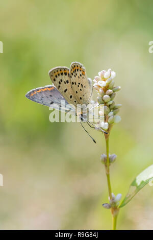 Maennchen, brauner Feuerfalter Lycaena tityrus, Männliche rußigen Kupfer Stockfoto