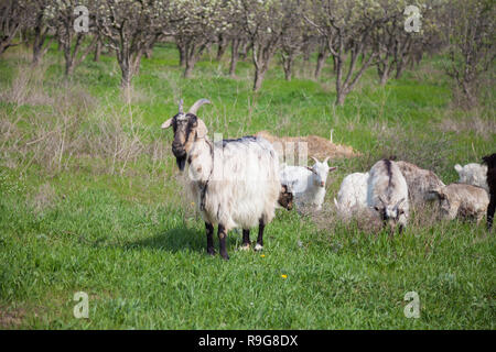 Eine Herde von Ziegen grasen im Garten auf der Farm Stockfoto