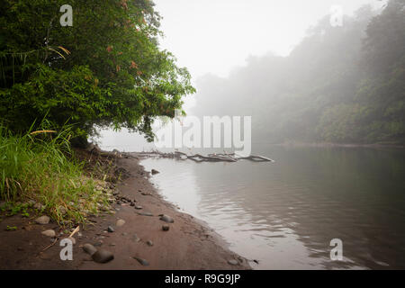 Dichten Regenwald rund um Puerto Viejo Fluss. Heredia Provinz. Costa Rica. Stockfoto