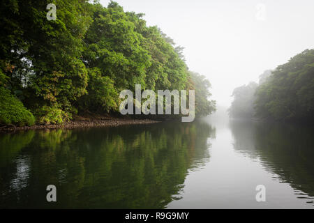 Dichten Regenwald rund um Puerto Viejo Fluss. Heredia Provinz. Costa Rica. Stockfoto