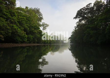 Dichten Regenwald rund um Puerto Viejo Fluss. Heredia Provinz. Costa Rica. Stockfoto