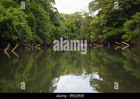 Dichten Regenwald rund um Puerto Viejo Fluss. Heredia Provinz. Costa Rica. Stockfoto