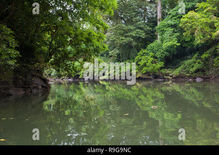 Dichten Regenwald rund um Puerto Viejo Fluss. Heredia Provinz. Costa Rica. Stockfoto