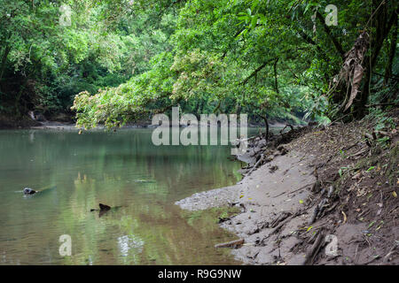 Dichten Regenwald rund um Puerto Viejo Fluss. Heredia Provinz. Costa Rica. Stockfoto