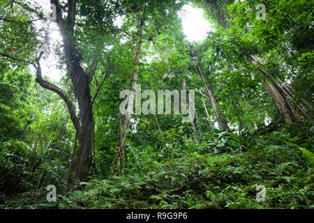 Dichten Regenwald rund um Puerto Viejo Fluss. Heredia Provinz. Costa Rica. Stockfoto