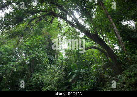 Dichten Regenwald rund um Puerto Viejo Fluss. Heredia Provinz. Costa Rica. Stockfoto