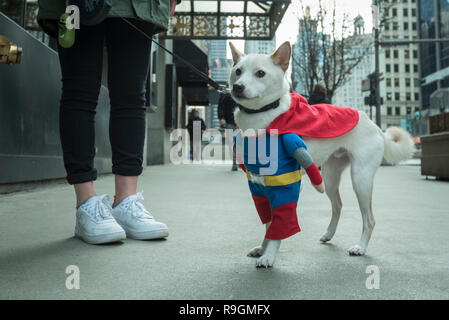Chicago, USA. 24 Dez, 2018. Der Hund trägt ein Superheld Outfit, während auf einem Spaziergang in der Innenstadt am Heiligabend. Credit: Stephen Chung/Alamy leben Nachrichten Stockfoto