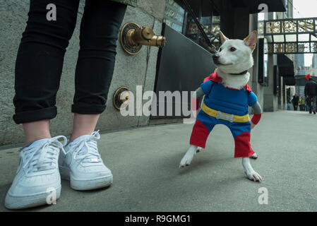 Chicago, USA. 24 Dez, 2018. Der Hund trägt ein Superheld Outfit, während auf einem Spaziergang in der Innenstadt am Heiligabend. Credit: Stephen Chung/Alamy leben Nachrichten Stockfoto