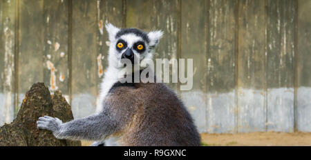 Lustige ring tailed lemur mit seinem Gesicht in Nahaufnahme, einem tropischen gefährdeten Affen aus Madagaskar Stockfoto