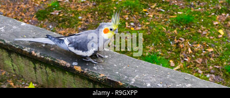 Nahaufnahme eines männlichen gemeinsame Nymphensittich, einem kleinen Kakadu aus Australien Stockfoto