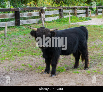 Kinder schwarz Highland Kuh steht auf der Weide, Portrait eines jungen Rindern Stockfoto