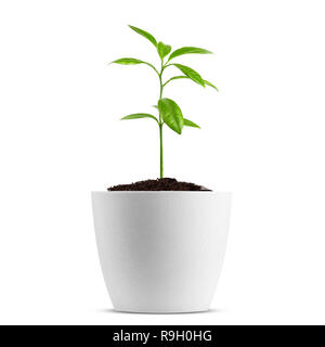 Junge Pflanze im Topf auf dem weißen Hintergrund isoliert, Beschneidungspfade, volle Tiefenschärfe Stockfoto