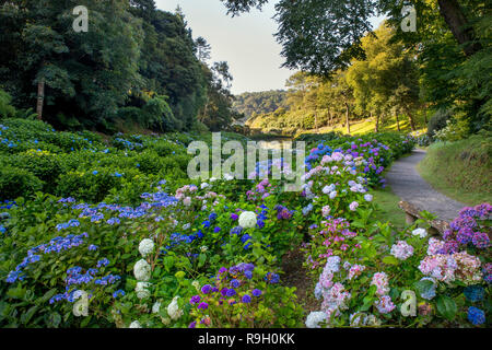 Trebah Garten; Blüte im Sommer; Cornwall, UK Stockfoto