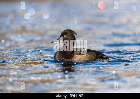 Reiherente, Aythya fuligula Einzelnen weiblichen Cornwall, UK Stockfoto