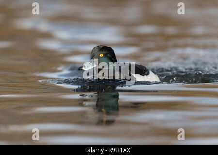 Reiherente, Aythya fuligula Einzelne männliche Cornwall, UK Stockfoto