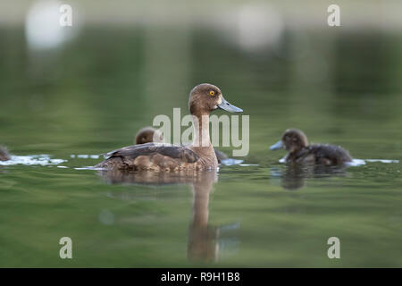 Reiherente, Aythya fuligula Einzelnen erwachsenen Weibchen mit Jungen Cornwall, UK Stockfoto