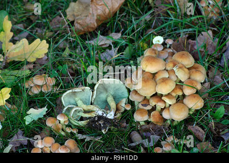 Hypholoma fasciculare, allgemein bekannt als der Schwefel Büschel, Schwefel Büschel oder Cluster woodlover Stockfoto