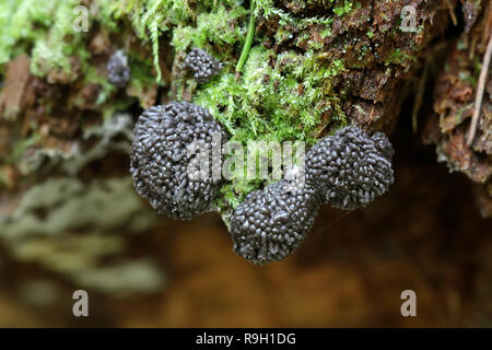 Himbeere Schleimpilze, Tubifera ferruginosa Stockfoto