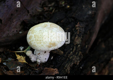 Hypsizygus ulmarius, das Elm Oyster Mushroom Stockfoto