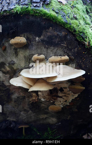 Hypsizygus ulmarius, das Elm Oyster Mushroom Stockfoto